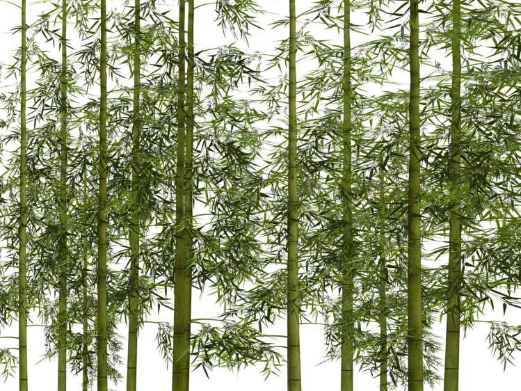 bamboo-1586310_1280.png