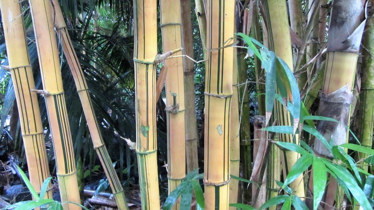 bamboo-1673739_1280.jpg