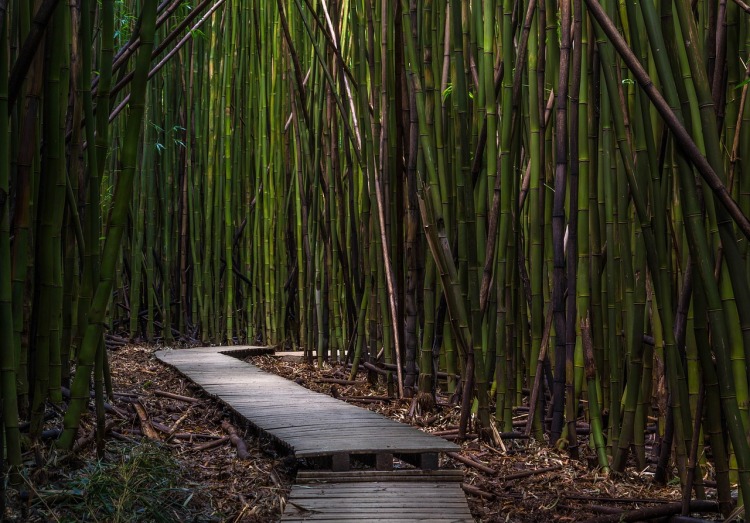 bamboo-trees-1867840_1280.jpg